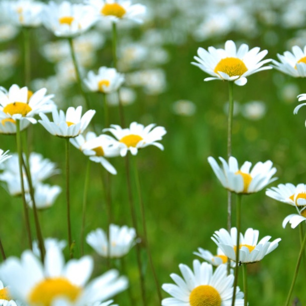 Meet your Posher, Kendall